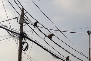 TP.HCM: Sẽ đưa đàn khỉ đuôi dài trộm đồ, quậy phá ở quận 12 về rừng