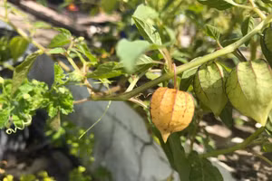 Ảnh cây thù lù, nguồn: Internet.