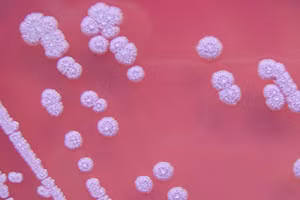 Vi khuẩn Burkholderia Pseudomalle. Ảnh: VTV