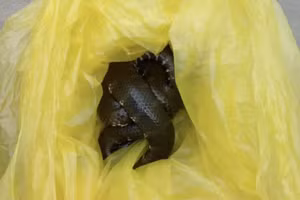 Hoảng loạn vì rắn "xổng chuồng" trên xe khách tuyến đường Cần Thơ - Đà Lạt