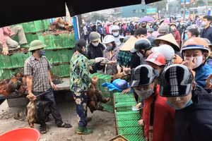 Người dân Hà Nội chung tay mua giải cứu gà đồi cho bà con Chí Linh, Hải Dương