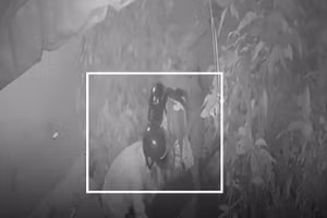 Video: Đôi nam nữ trộm chậu mai trước cửa nhà lúc rạng sáng ở TP.HCM