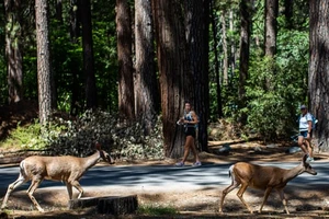 Du khách ngắm hai con hươu đi dạo trong khu cắm trại Upper Pines ở Thung lũng Yosemite tại Vườn quốc gia Yosemite, California. Ảnh: Apu Gomes/AFP/Getty Images.