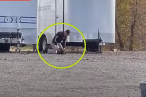 Video: Cảnh huấn luyện chó nghiệp vụ gây phẫn nộ