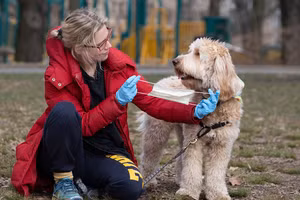 Thú cưng cũng có nguy cơ nhiễm virus SARS-CoV-2. Ảnh: Gabriella Bass.