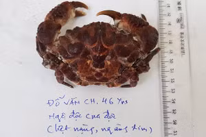 Mẫu cua tương tự loại cua bệnh nhân đã ăn được người nhà mang tới Trung tâm Chống độc.