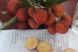 Vải thiều không hạt được trồng thành công tại Bắc Giang. Ảnh: Báo Bắc Giang.