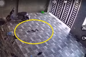 Video: Rắn hổ mang vào nhà dân tấn công chủ nhà và vật nuôi ở Nghệ An