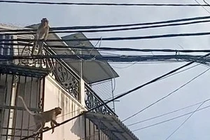 TP.HCM: Cận cảnh đàn khỉ đuôi dài vào tận nhà dân quấy phá