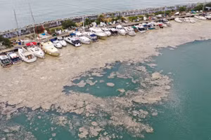 Tàu thuyền của ngư dân chìm trong "chất nhầy" bất thường. Ảnh: AFP.