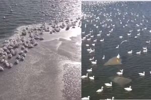 Video: Hàng nghìn thiên nga trắng cùng xuất hiện ở biển Caspi, Kazakhstan