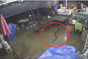 Video: Rắn hổ mang chúa theo nước lụt trườn vào nhà người dân