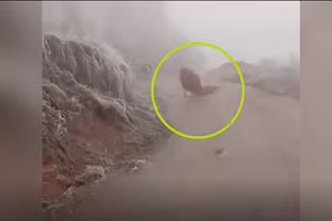 Video: Chú bò chật vật di chuyển trên đường ngập băng tuyết ở Lào Cai