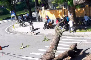 Cây long não có tuổi đời 100 năm tuổi nằm trước Gác Trịnh, TP Huế vừa bị đốn hạ