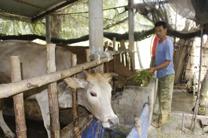 Nông dân tỉnh Trà Vinh vươn lên thoát nghèo