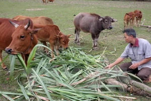 Bà con nông dân xã Hương Sơn, huyện Tân Kỳ vay vốn ưu đãi đầu tư chăn nuôi bò hiệu quả