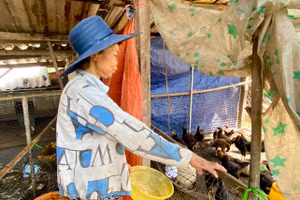 Người dân phường Thủy Lương, thị xã Hương Thủy phấn khởi khi được hỗ trợ dự án nuôi gà, giúp cải thiện thu nhập. (Ảnh: Hoàng Hải)