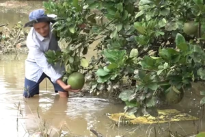 Lũ gây ngập tại vườn bưởi ở xã Nam Cát Tiên- ảnh minh họa