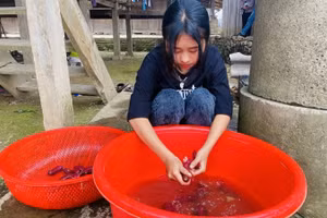 Em Vừ Thị Sanh rửa vội những củ khoai lang để chuẩn bị bữa trưa cho cả nhà (ảnh: Thành Tâm).