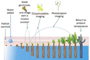 Minh họa quá trình phát triển của thực vật trên sao Hỏa 