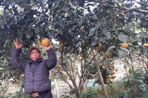 Chuyển đổi cây trồng giúp giảm nghèo bền vững ở Hưng Thịnh.