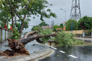 Cây Phượng lớn ở trung tâm Thị trấn Đồng Lê (Tuyên Hoá - Quảng Bình) bị bật gốc do ảnh hưởng gió bão số 5. (Ảnh Văn Trần).