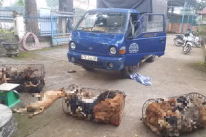 Xe tải của các đối tượng và số chó bạn chúng trộm được (ảnh: CC).