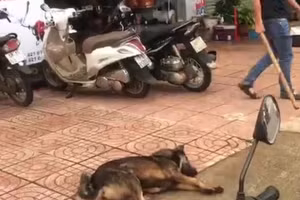 Con chó becgie cắn học sinh trước cổng trường bị người dân đánh chết. (Ảnh: TL)