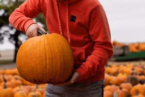 Những người nông dân ở Anh dự đoán sẽ thu hoạch được những quả bí ngô to bất thường