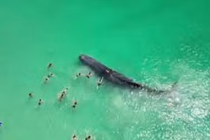 Một nhóm người bơi trêu đùa chú cá voi sau khi nó mắc cạn ở vùng nước nông gần bãi biển Port ở Perth, Australia, ngày 9/12/2023