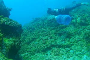 Ngư dân hành nghề lặn trên vùng biển Lý Sơn.