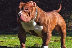 Chó pitbull. Ảnh minh họa. 