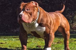 Chó pitbull. Ảnh minh họa. 
