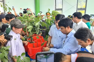 Ban tổ chức kiểm tra các cây sâm tại Hội chợ. 