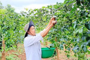 Mô hình trồng cây chanh leo phát huy hiệu quả ở xã miền núi.