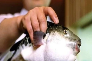 Việt Nam có trữ lượng cá nóc lớn, có thể tận dụng tạo ra các sản phẩm bảo vệ sức khỏe.