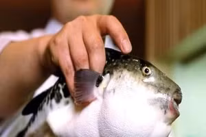 Việt Nam có trữ lượng cá nóc lớn, có thể tận dụng tạo ra các sản phẩm bảo vệ sức khỏe.