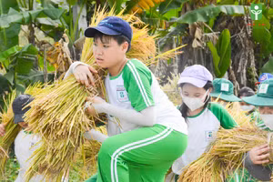 Học sinh khối tiểu học thuộc Trường Tiểu học – THCS Đức Trí trải nghiệm thu hoạch lúa. 