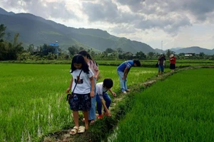 Giờ học bên ruộng lúa của lớp học cuối tuần tại Hòa Bắc (Hòa Vang, TP Đà Nẵng).