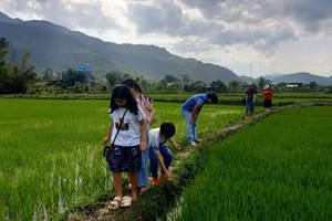 Giờ học bên ruộng lúa của lớp học cuối tuần tại Hòa Bắc (Hòa Vang, TP Đà Nẵng).