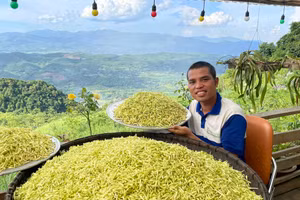 Nhờ trồng cây đu đủ đực lấy hoa, anh Ly đã thoát nghèo và có thu nhập cao.