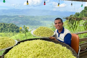 Nhờ trồng cây đu đủ đực lấy hoa, anh Ly đã thoát nghèo và có thu nhập cao.