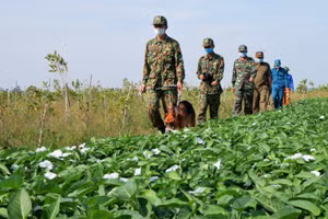 Giáp Tết, lực lượng Bộ đội Biên phòng tỉnh An Giang bám biên giới, phòng ngừa tình trạng xuất, nhập cảnh trái phép. 