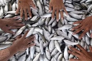 Cá linh thùy, nguyên liệu chính của prahok.