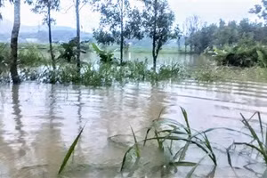 Cây trồng của người dân chìm trong biển nước vào ngày 11/10/2020. Ảnh: Người dân cung cấp.