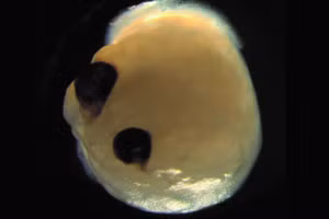 Hình ảnh mô phỏng các nhà khoa học nuôi cấy các chất hữu cơ trong não bằng cốc quang học.