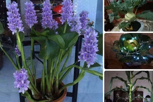 Cười rớt hàm với siêu phẩm hoa, cây cảnh chơi Tết 2021 thời Covid-19