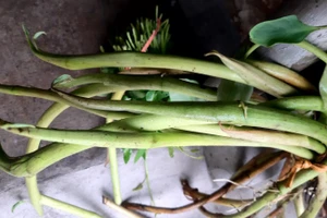 Bồng khoai – phần mầm non mọc ra từ gốc cây khoai mẹ. 