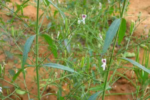 Cây thuốc xuyên tâm liên khi còn tươi.