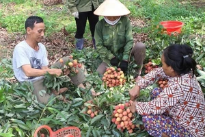 Bắc Giang kiến nghị Thủ tướng và các địa phương hỗ trợ tiêu thụ nông sản cho Bắc Giang. Ảnh minh họa